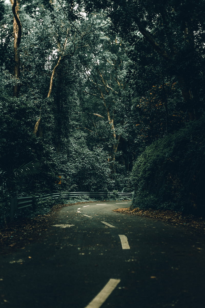 road, turn, trees, forest, nature, HD phone wallpaper