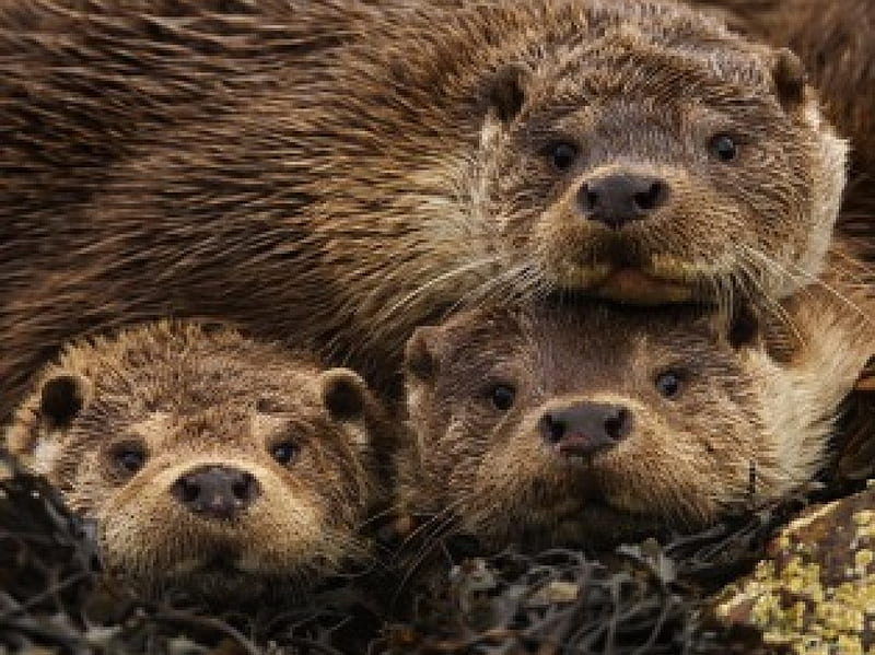 Otter Family, family, otter, nature, natural, animal, HD wallpaper