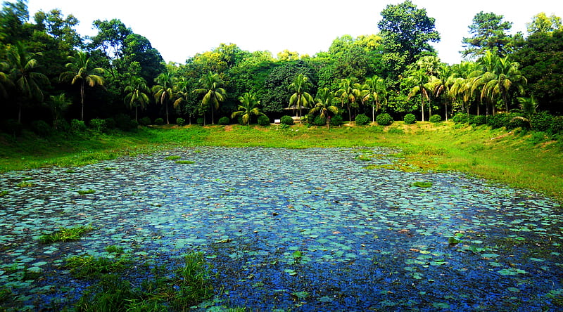 Beautiful Botanical Garden, Bangladesh Ultra, Asia, Bangladesh, Nature, Garden, Pond, rivers, HD wallpaper