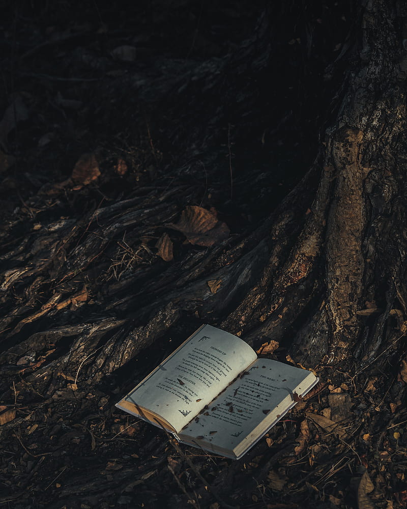 Book under a tree, best, bible, christian, friend, light, rosary, scripture, verses, HD phone wallpaper