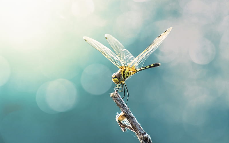 dragonfly, tree branch, macro, insects, beautiful yellow dragonfly, HD wallpaper