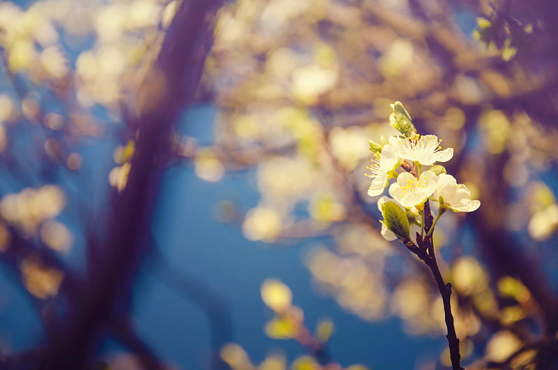 Wonderful Nature - Flowers of Spring, Amazing Spring, HD wallpaper Wonderful Nature - Flowers of Spring, Amazing Spring, HD wallpaper