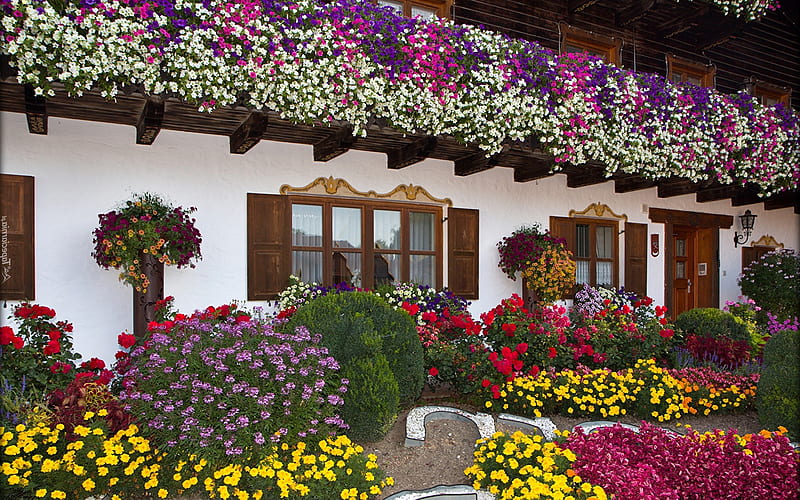 House with Petunias, flowers, windows, house, door, petunias, HD wallpaper
