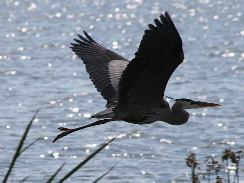 Great blue heron, gris, water, above, flight, HD wallpaper