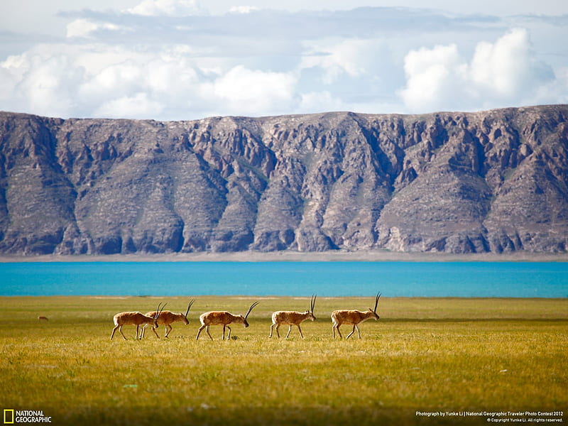 Tibetan antelope-National Geographic, HD wallpaper