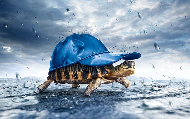 Walking in the rain, drops, turtle, sky, clouds, animal, hat, cute, 3d, water, nature, funny, blue, HD wallpaper
