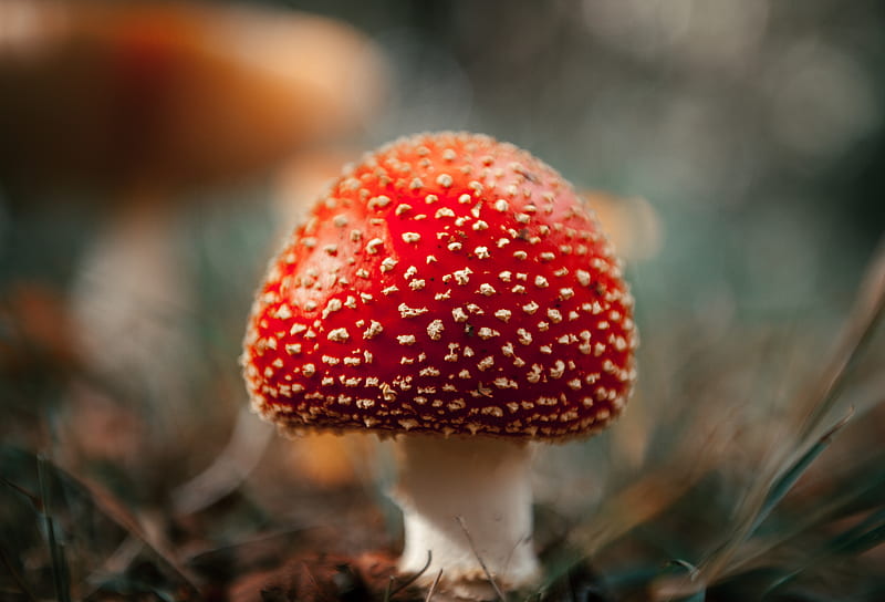 red and white mushroom in close up graphy, HD wallpaper