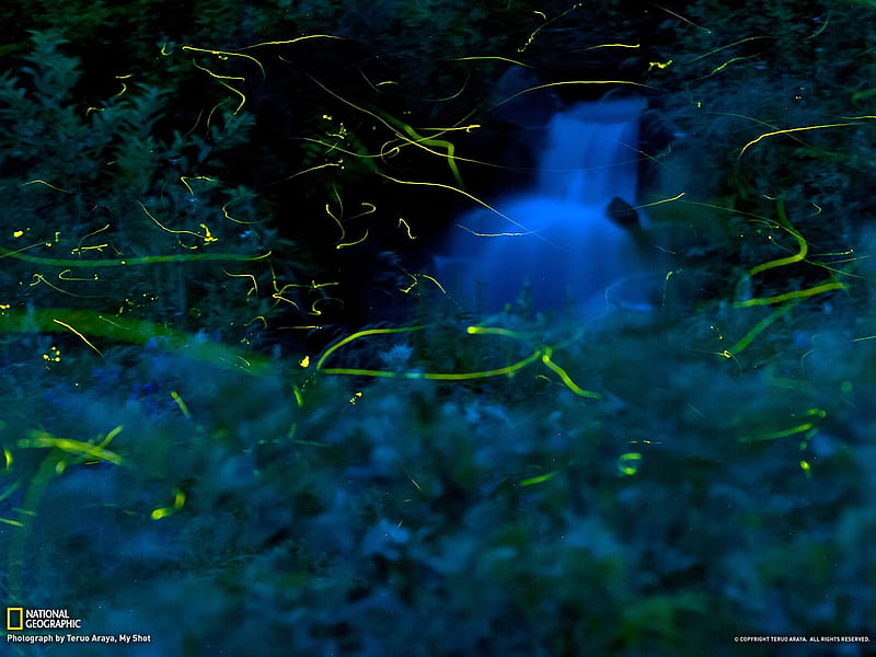 Fireflies-National Geographic, HD wallpaper