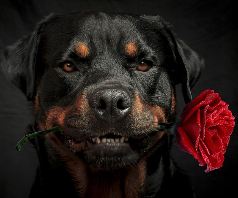 For you!, red, rose, caine, black, valentine, trandafir, animal, flower, dog, HD wallpaper