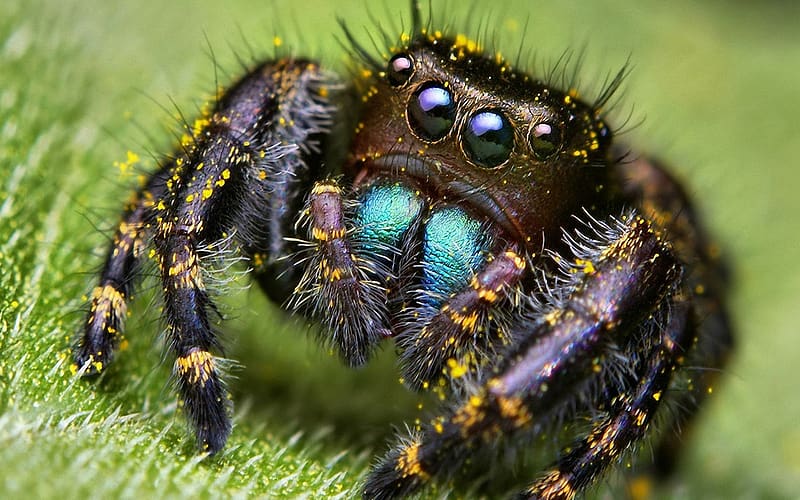 Spiders, Animal, Spider, Jumping Spider, HD wallpaper