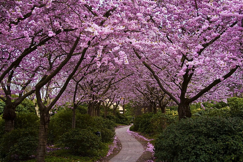 Sakura Way, sakura, japanese, spring, park, cherry blossom, japan, flowers, path, garden, nature, way, pink, HD wallpaper