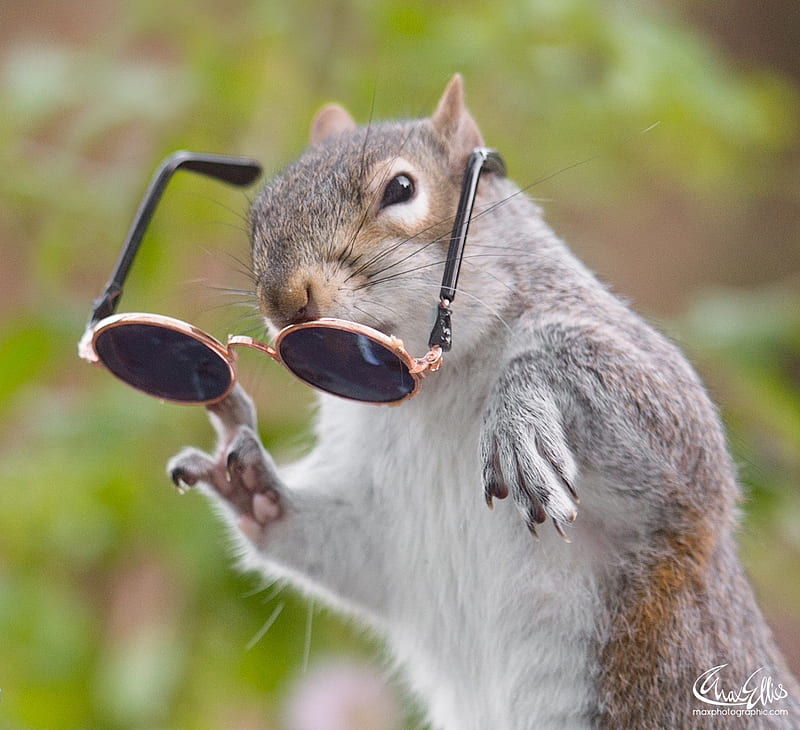 funny, squirrel, max ellis, sunglasses, veverita, animal, HD wallpaper |  Peakpx