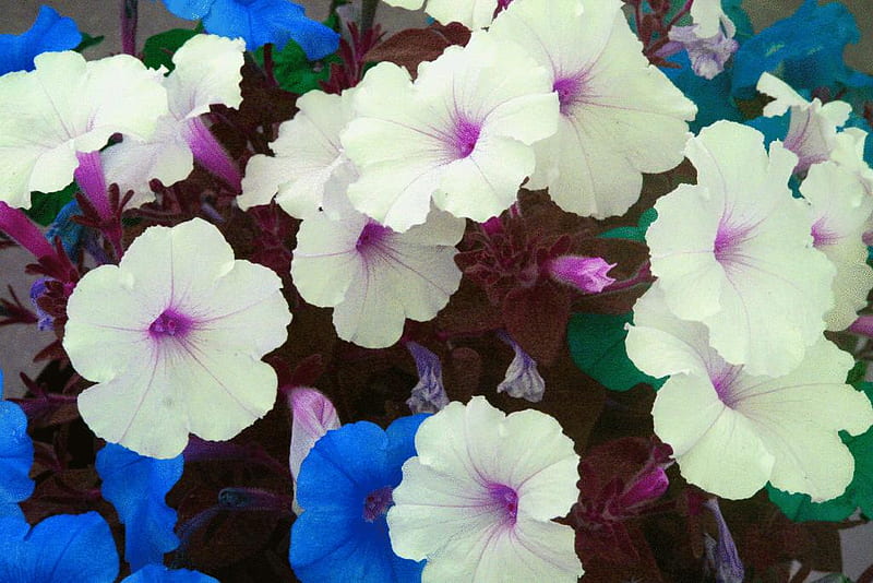 Petunias, heads, flowers, white, pink, blue, HD wallpaper