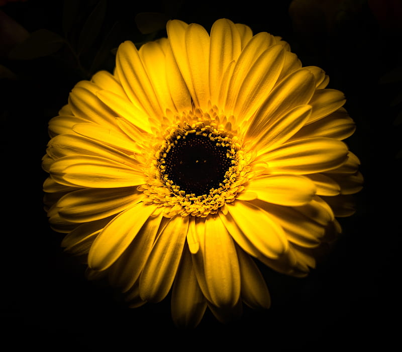 flower, yellow, macro, closeup, bloom, HD wallpaper