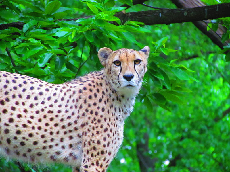 Cheetah, slick, sly, wild, fast, HD wallpaper