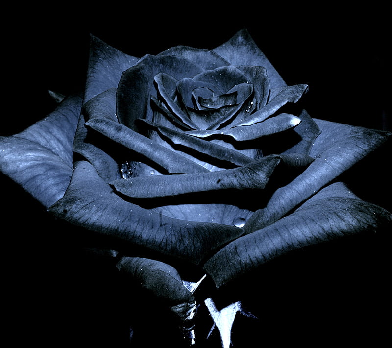 Black Rose, love, possible, HD wallpaper
