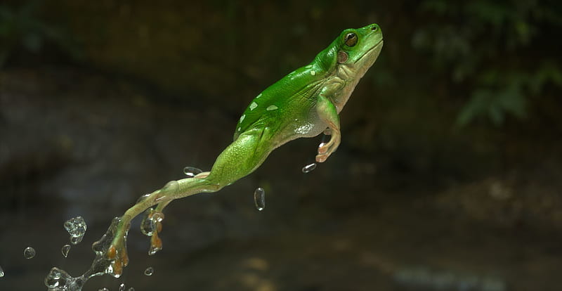 Rana saltando, anfibios, verde, animales, rana, arte, saltando, Fondo de  pantalla HD | Peakpx