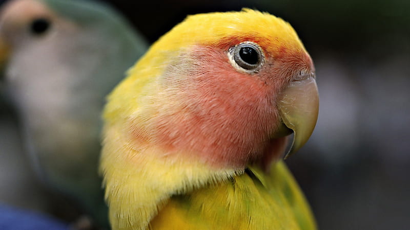 sun parakeet-animal graphy, HD wallpaper