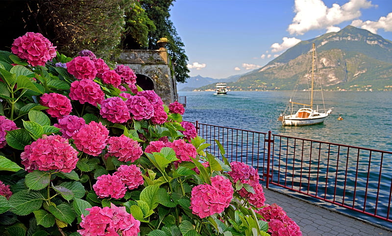 Coastal hynrangea, hydrangea, Italy, flowers, bonito, Yacht, sea, coast, HD wallpaper