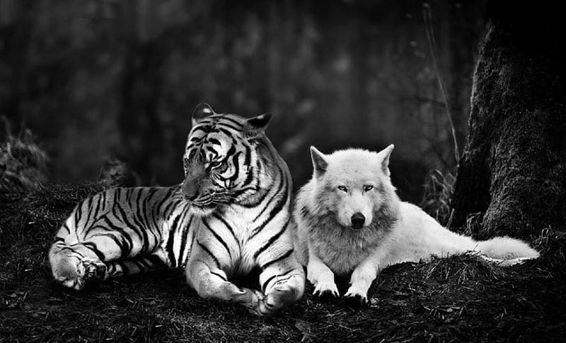 TIGER AND WOLF, NATURE, WOLF, TIGER, ANIMALS, HD wallpaper