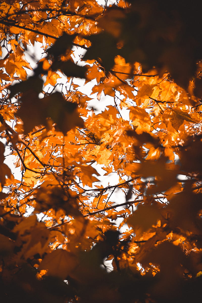 leaves, autumn, branches, blur, HD phone wallpaper
