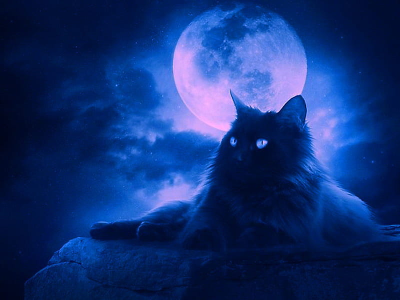 Cat in the night, persian, moon, black, cat, clouds, blue, night, HD wallpaper