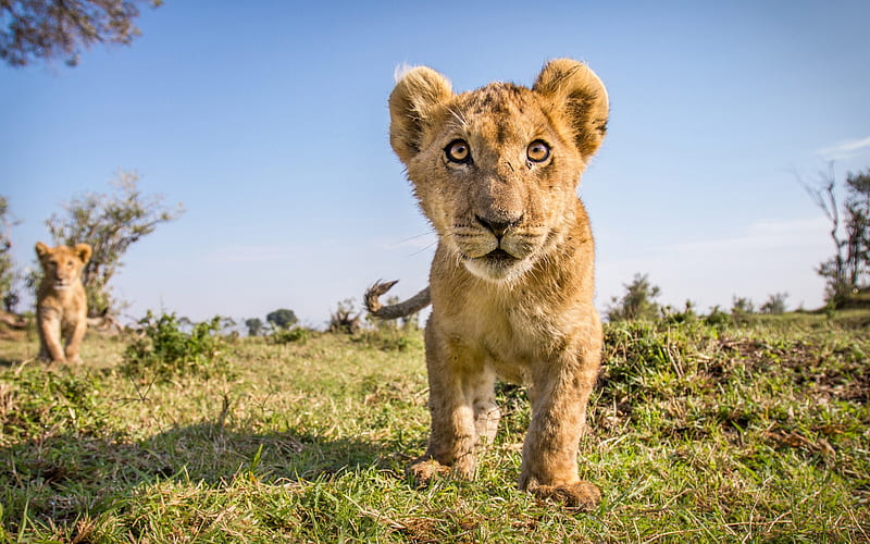 little lion cub, wildlife, Africa, morning, lions, HD wallpaper