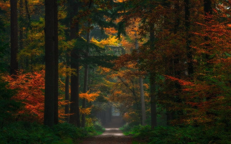 Dark Autumn Forest, season, time, dark, changing, forest, HD wallpaper