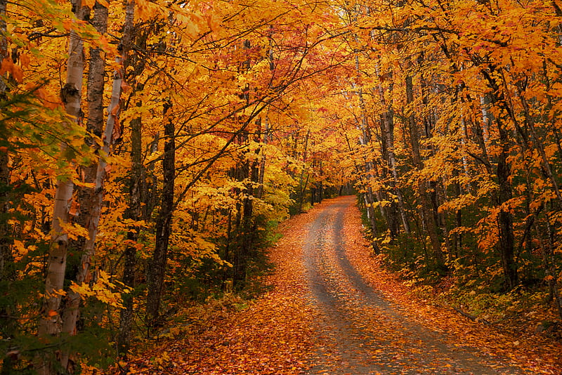 road between trees, HD wallpaper