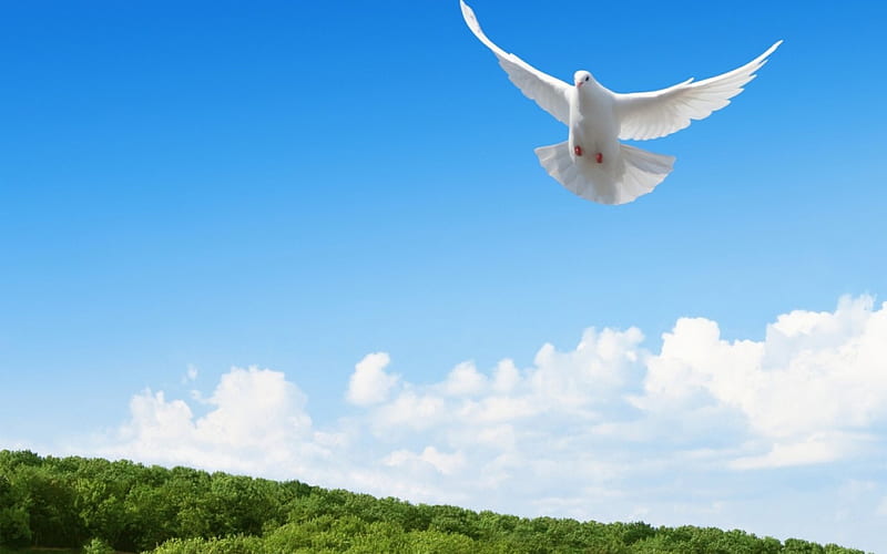 Dove, wings, cloud, sky, green, bird, feather, flying, white, blue, HD wallpaper
