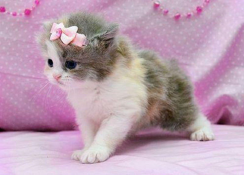 Pinky on pink, cat, pink, animals, kitty, HD wallpaper | Peakpx