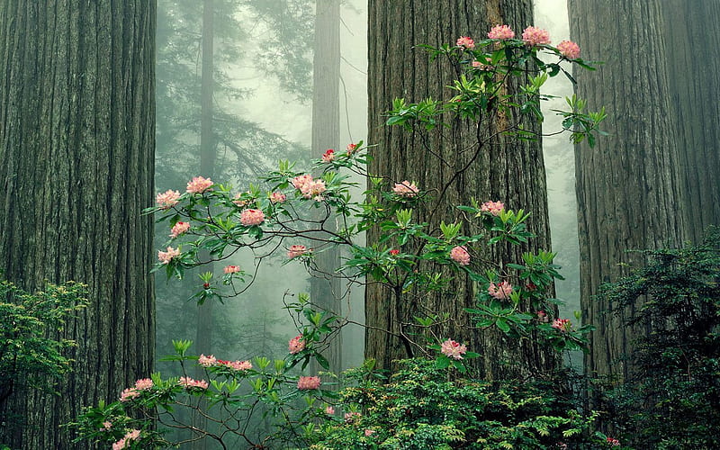 Rhododendrons in Bloom Redwood National Park California, HD wallpaper