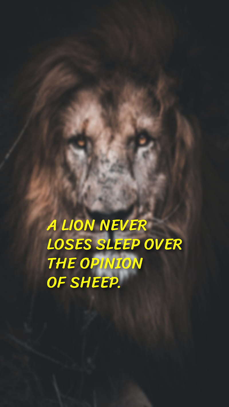 Lion , loses, motivational, never, opinion, over, quotes, sheep, sleep, HD phone wallpaper