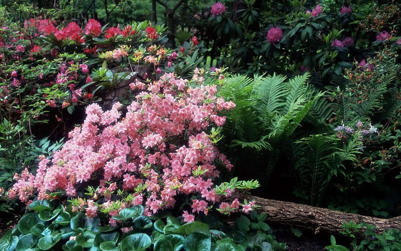 Azaleas and Rhododendrons, flowers, purple, fern, pink, HD wallpaper