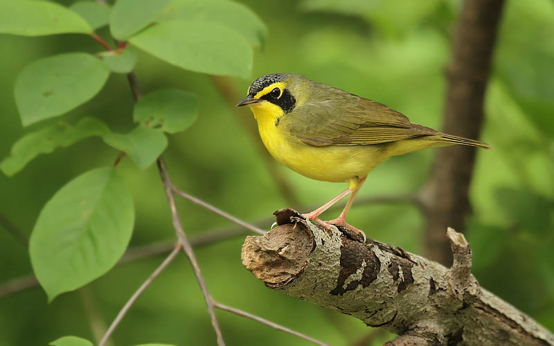 Kentucky Warbler, yellow, warbler, branch, bird, HD wallpaper