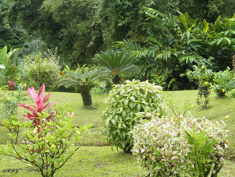 Green Fields from Grenada islands, red, graphy, green, garden, Fields, Flowers, trees, HD wallpaper