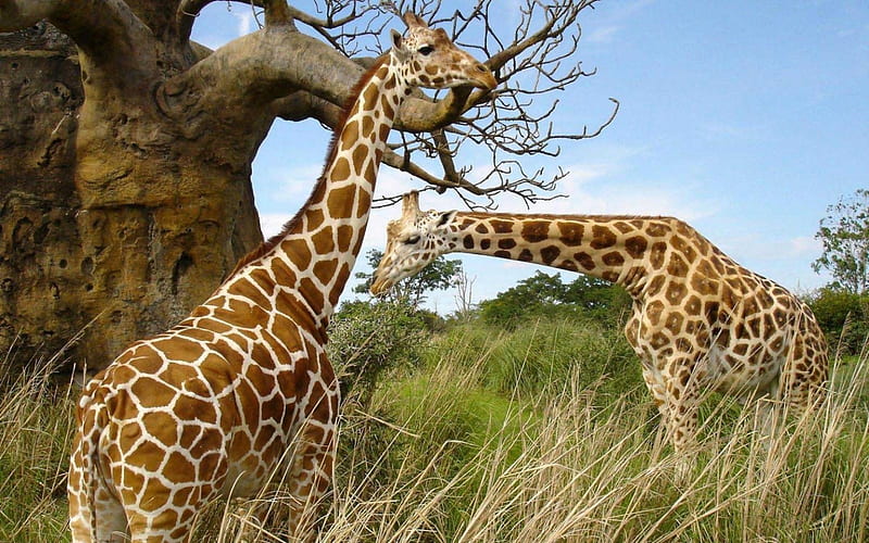 Quietest creature on the Earth, Animal, Nature, Wild life, Giraffes, HD  wallpaper | Peakpx