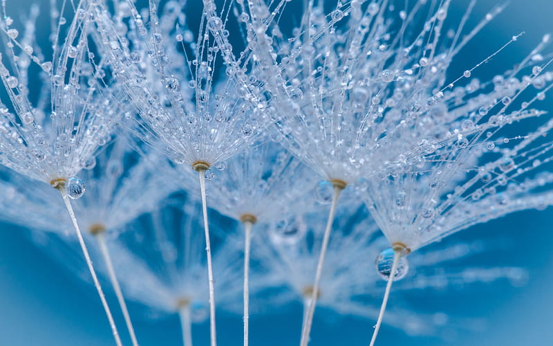 Dandelion seeds and water drops, blue, seed, dandelion, water, macro, water drop, dew, HD wallpaper