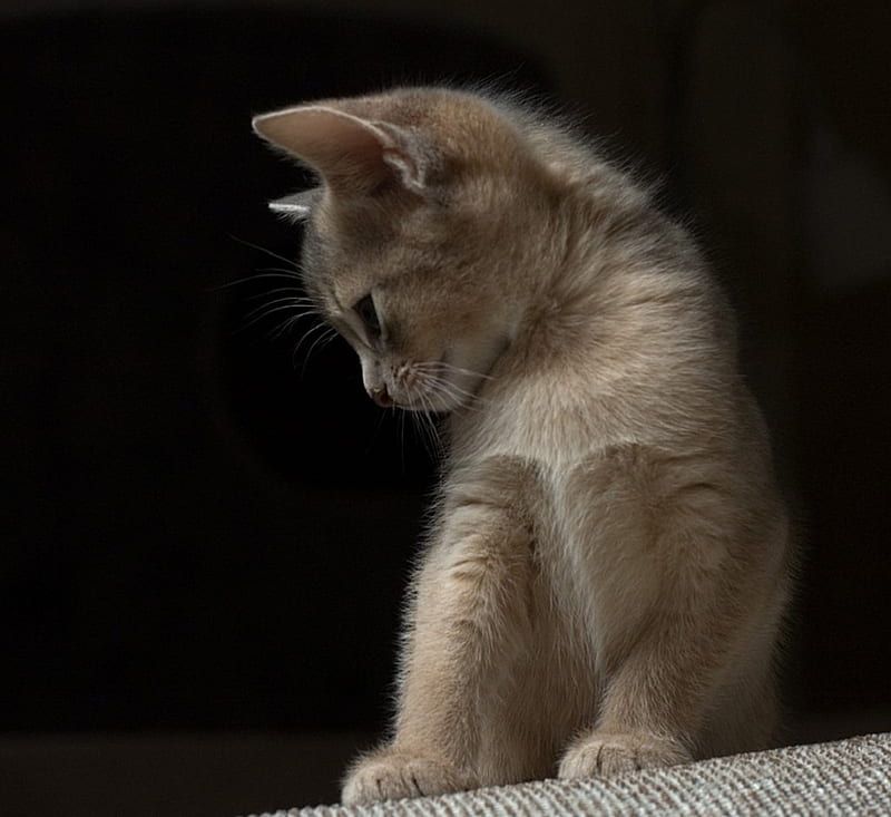 sad kitty, sad, unwell, disease, kittens, HD wallpaper