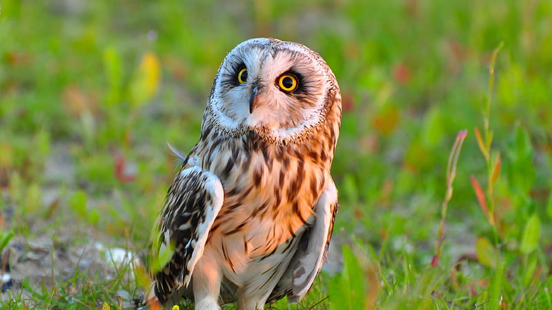 Owl Bird Predator, owl, predator, birds, HD wallpaper
