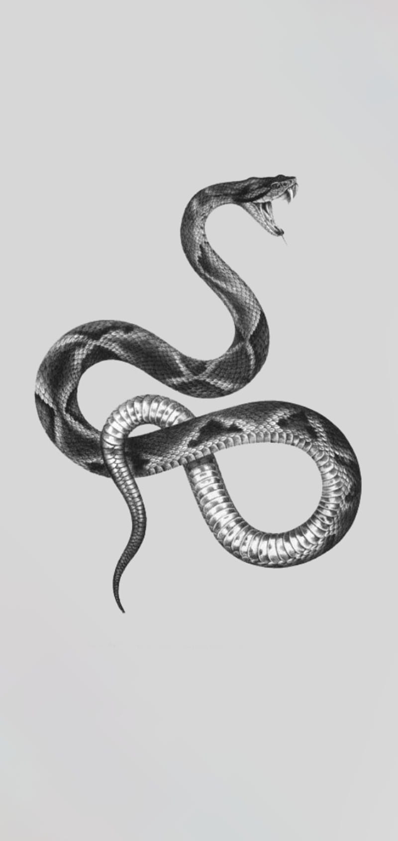 snake, black and white, cool, HD phone wallpaper