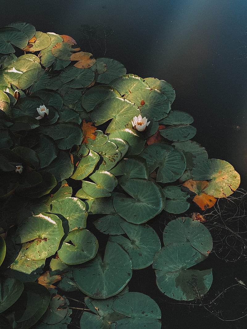 lotus, flower, plant, pond, HD phone wallpaper