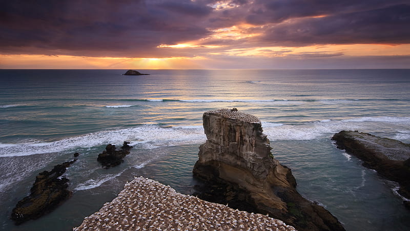 mussels on rocks, beach, rocks, sunset, mussles, HD wallpaper