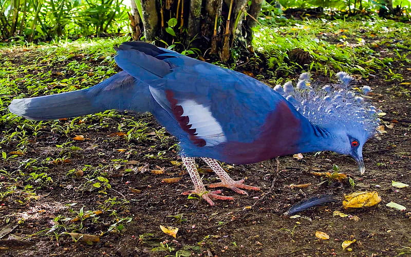 Victoria Crowned Pigeon Goura Victoria, leaves, nature, bird, blue, feathers, HD wallpaper