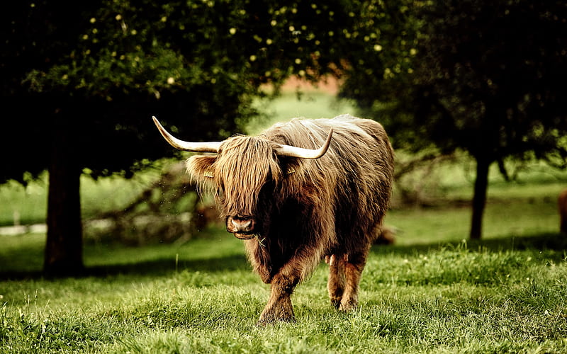 Scottish Highlander, Anjmals, Buffalo, Brown, Big, Grass, Cows, Animals, HD wallpaper