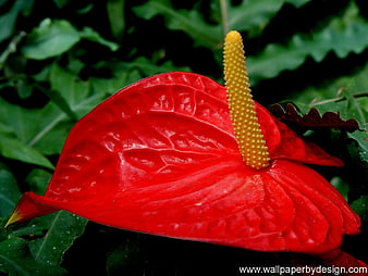 Palabras clave de fondo de pantalla: flor tropical 2 | Peakpx