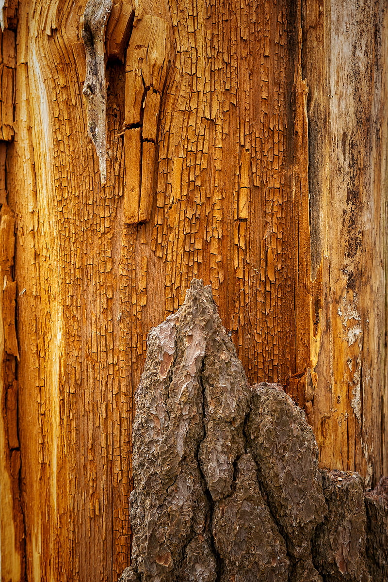 bark, wood, wooden, cranny, relief, texture, HD phone wallpaper
