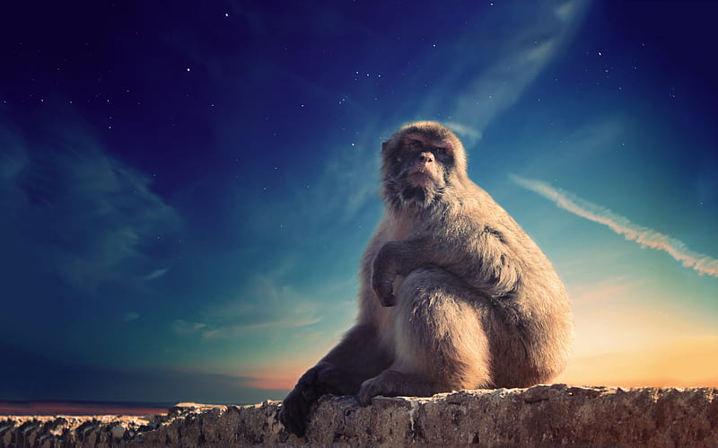 gray monkey sitting on concrete surface under blue sky, HD wallpaper
