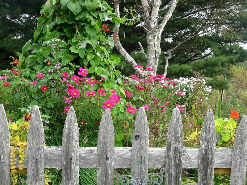 Country Garden in NB, country garden, scarlet runners, autumn coming, bean tent, september in canada, old fences, fences, flowers, cosmos, HD wallpaper
