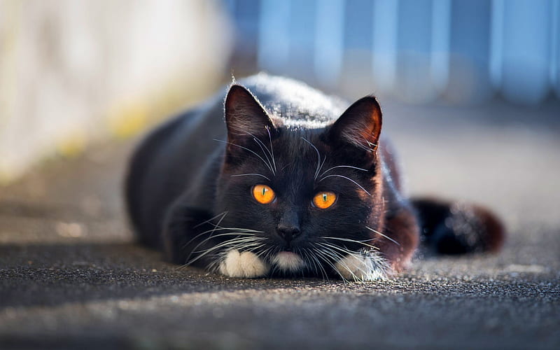 British Shorthair, black cat, close-up, domestic cat, yellow eyes, pets, cats, cute animals, British Shorthair Cat, HD wallpaper